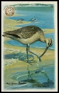 10 Curlew
